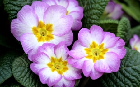 PRIMROSE - leaves, purple, petals, green