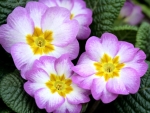 PRIMROSE