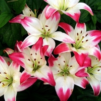 LILLIES