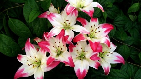 LILLIES - leaves, petals, pink, green