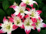 LILLIES