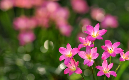 OXALIS - leaves, stems, petals, colors