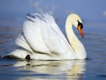 SWAN