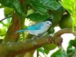 TANAGER