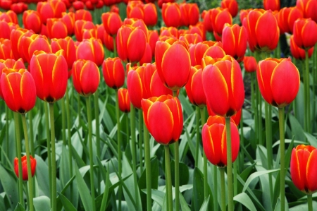 TULIPS - leaves, stems, petals, colors