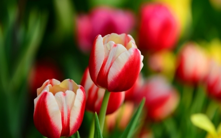 TULIPS - leaves, colors, stems, petals