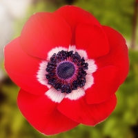 POPPY