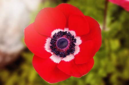 POPPY - leaves, stems, petals, colors