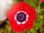 POPPY