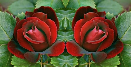 ROSES - red, leaves, petals, green