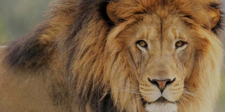 LEO THE LION - cat, mane, big, stare