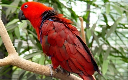 australian king parrot - king, australian, bird, parrot