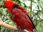 australian king parrot