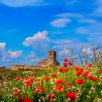 Poppy field