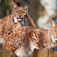 lynx