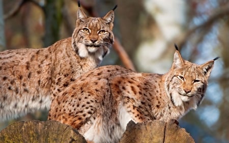 lynx - feline, log, cat, lynx