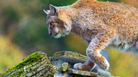 lynx on the rocks - cat, feline, rock, lynx