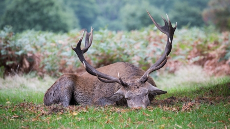 sleeping stag - deer, grass, bush, stag