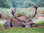 sleeping stag