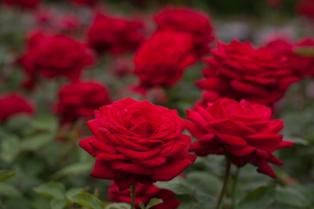 Roses - summer, red, green, rose, flower