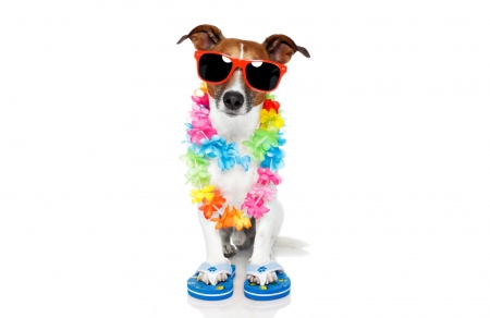 Ready for vacation - jack russell terrier, colorful, sunglasses, white, vacation, caine, yellow, dog, vara, puppy, slippers, summer, funny, blue, pink, red, animal, flower