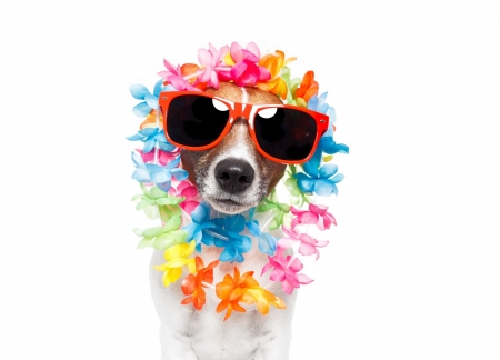 Aloha! - summer, blue, dog, pink, animal, puppy, caine, card, vara, sunglasses, vacation, orange, aloha, flower, colorful, white, funny, jack russell terrier