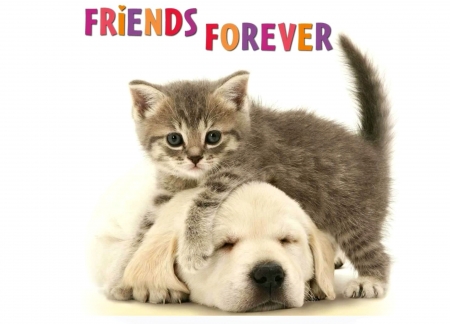 Friends - dog, cat, pisica, animal, kitten, cute, caine, puppy, card, couple