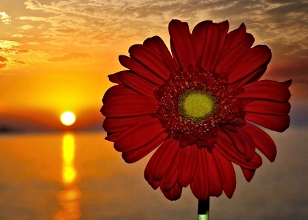 Flower at Sunset - nature, sunset, pretty, flower