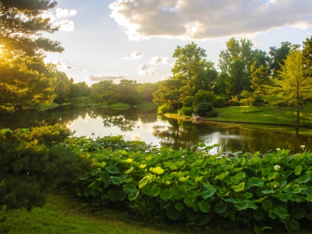 Missouri Botanical Garden,USA - clouds, trees, pond, bushes, grass, forest, nature, garden, park