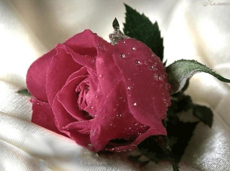 Drops on a Rose - flowers, nature, dew, macro, drops, petals