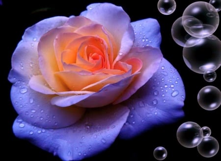 Rose and Bubbles - flowers, nature, dew, bubbles, drops, rose, petals