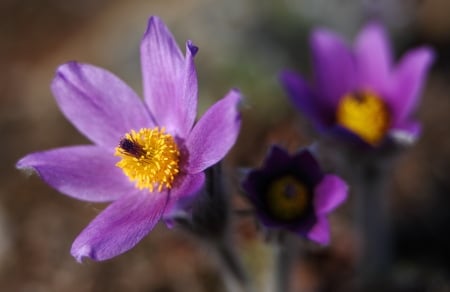 Beautiful Flowers!