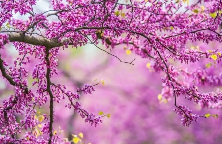 Spring Blossoms - blossoms, purple, flowers, spring, tree, branches