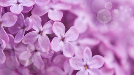 Lilacs Close UP - flowers, lavender, summer, spring, fragrant, lilacs