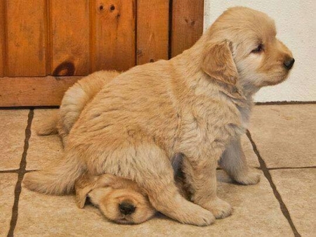 Brotherly love - brohers, two, cute, puppies