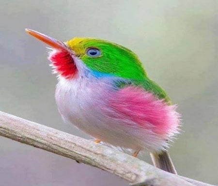 Color delite - pretty, pink, green, colors, bird