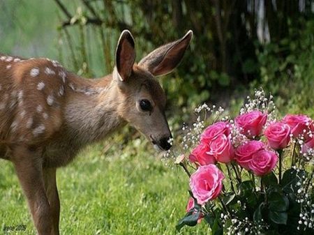 Deer scent - smell, flowers, deer, pink