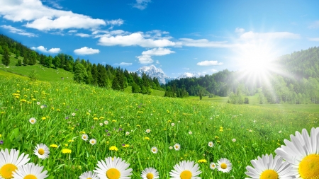 Shine on Daisy Field - sunlight, trees, summer, sunshine, spring, grass, daisies, fresh, field, country, sky, wild flowers