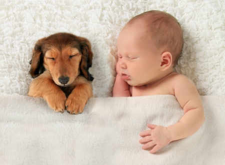 Precious Moment - blanket, dog, puppy, sleeping, baby