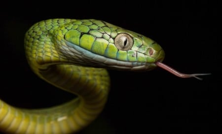 Snake - animal, reptile, deadly, Snake