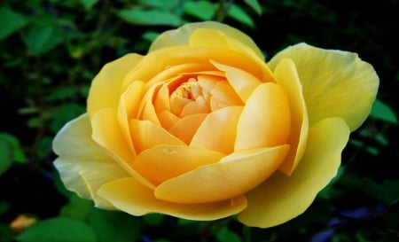 Yellow Camellia - camellia, beautiful, flowers, yellow, nature