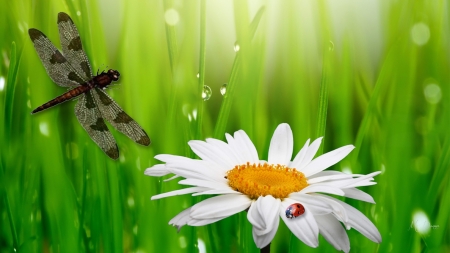 Daisy Fresh - fresh, raindrops, summer, daisy, dew, spring, ladybug, dragonfly, green, grass