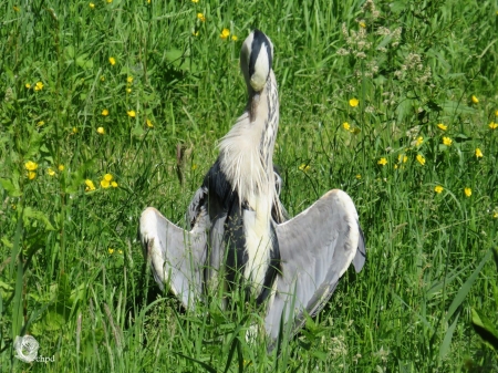 Heron spreading wings - wings, heron, spreading, leeuwarden, leeuwarderbos