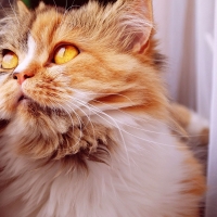 ginger cat looking out of the window