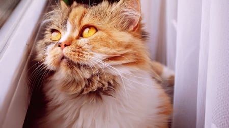 ginger cat looking out of the window - curtain, window, feline, cat