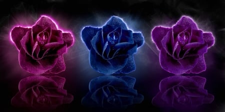 3 Beautiful Roses!