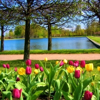 Tulips in the Park