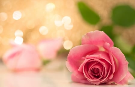 Pink rose - trandafir, bokeh, pink, orange, rose, flower