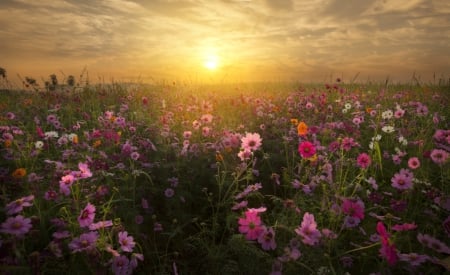 Flower Field - nature, field, flowers, sun