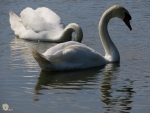 swan